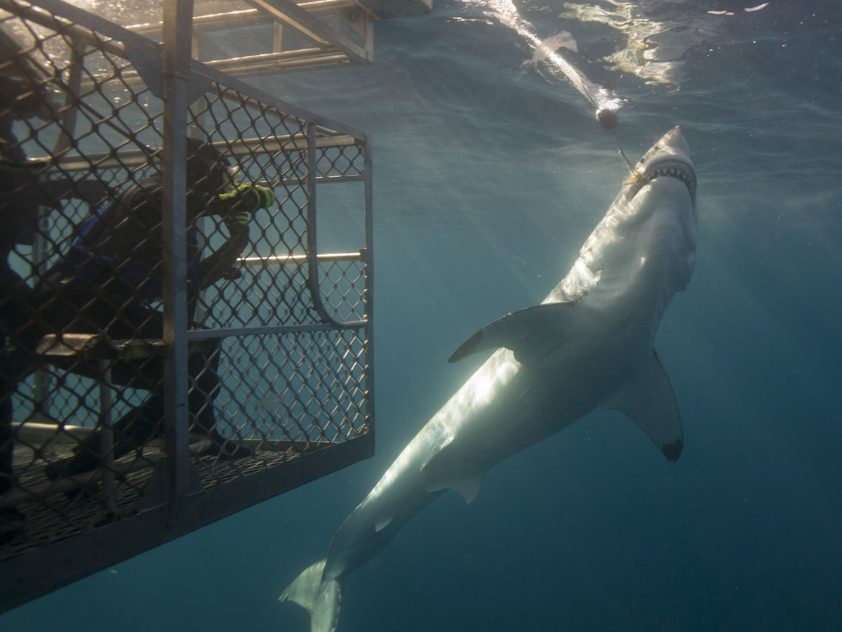 Great White Shark and Carrie Miller_credit Michael Melford